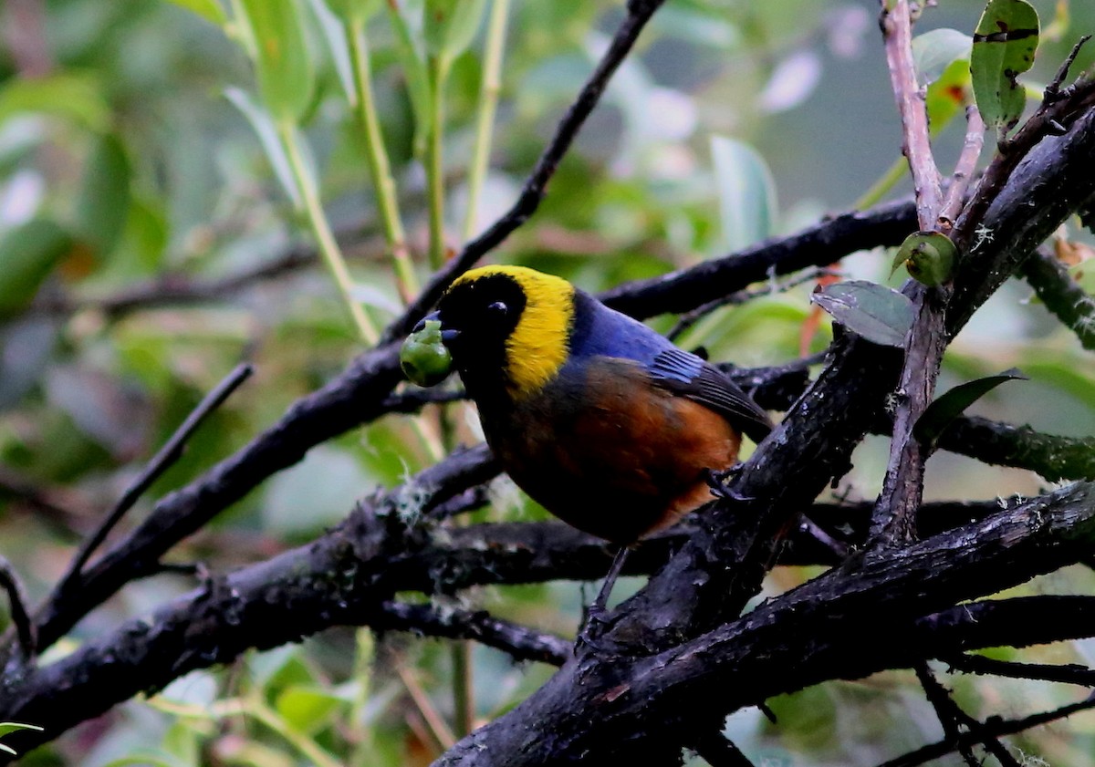 Golden-collared Tanager - ML104770121