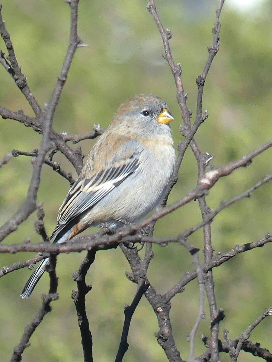 Band-tailed Seedeater - ML104770291