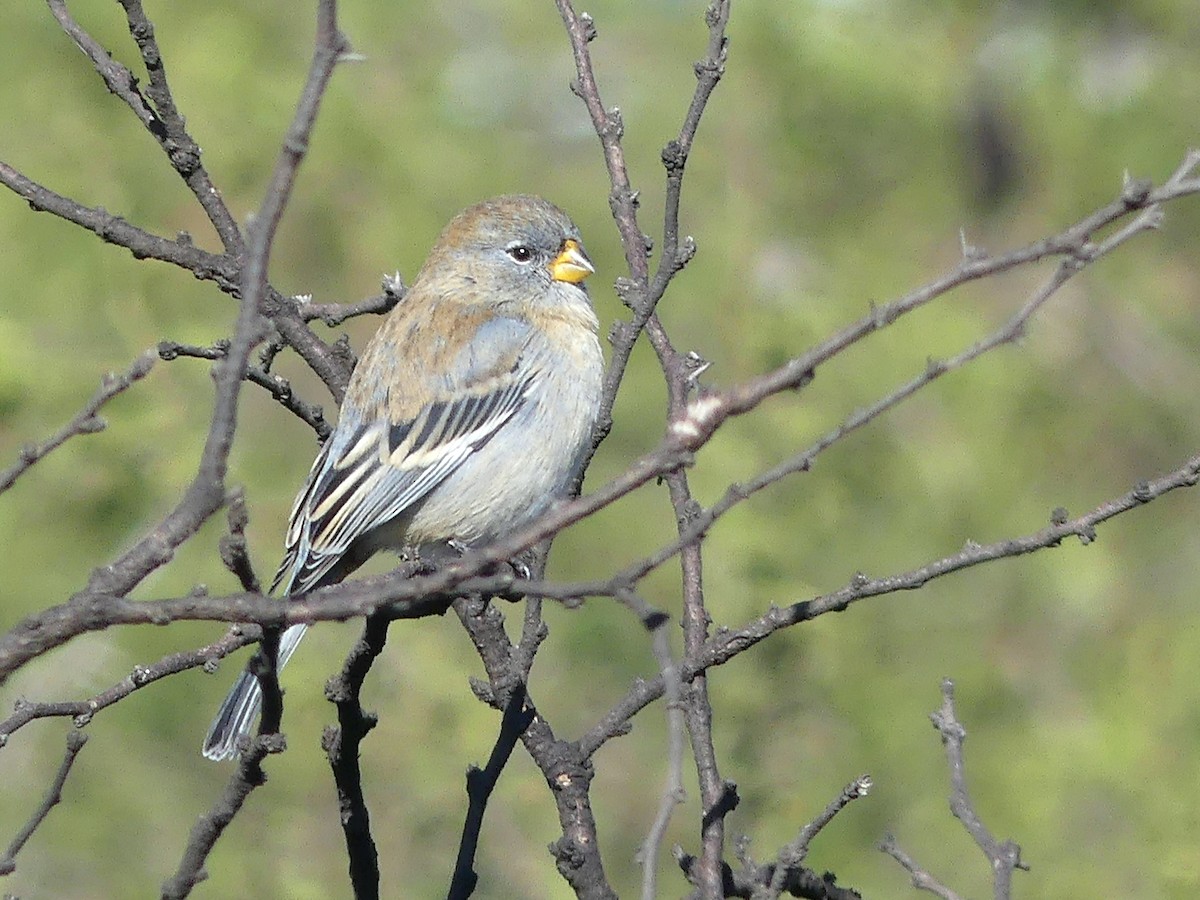 Band-tailed Seedeater - ML104770311
