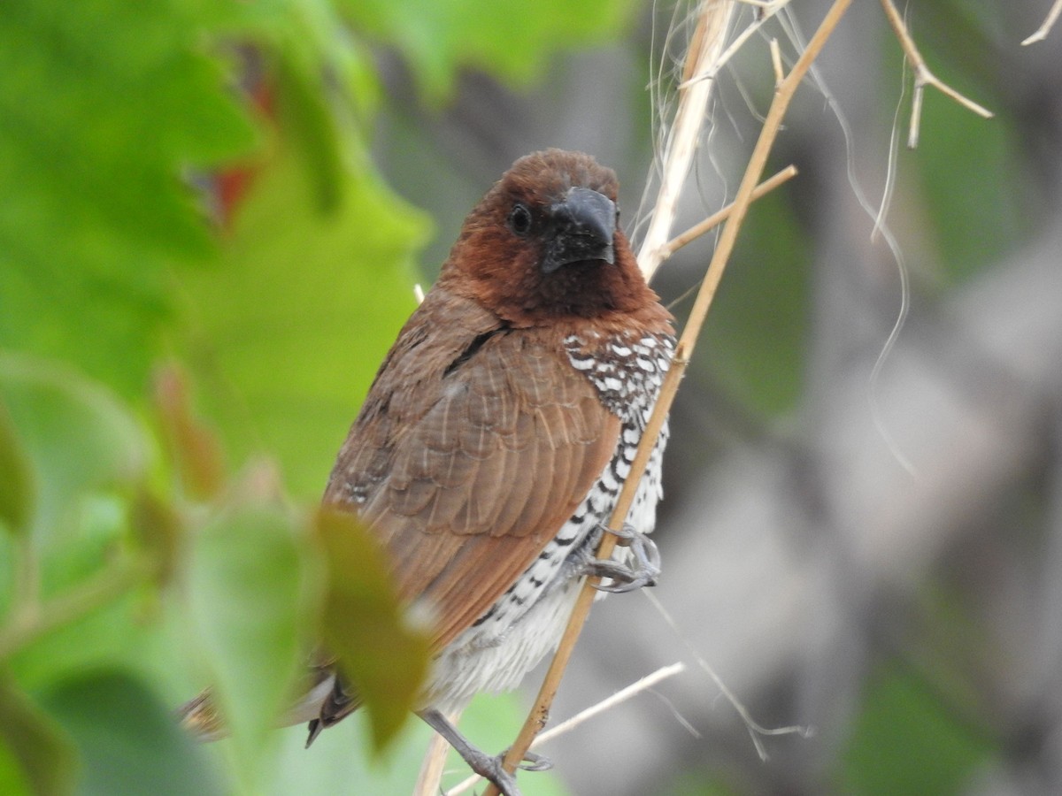 Scaly-breasted Munia - Andrew Birch