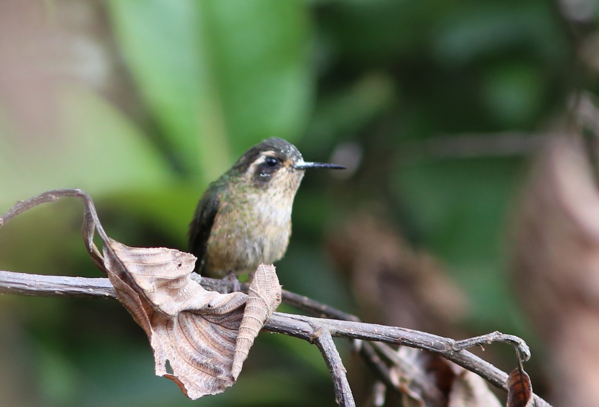 Speckled Hummingbird - Rohan van Twest