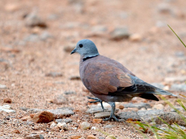 Red Collared-Dove - ML104781121