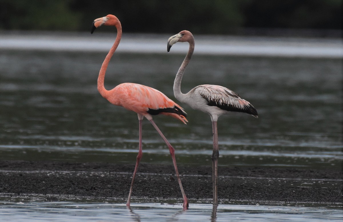 American Flamingo - Chris Rohrer