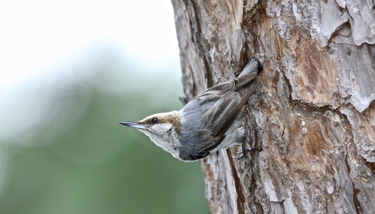 Brown-headed Nuthatch - Lance Runion 🦤