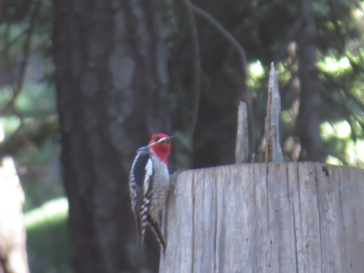 Red-breasted Sapsucker - ML104785111