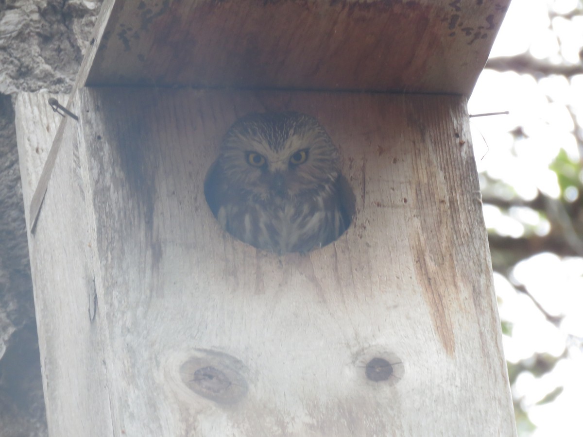 Northern Saw-whet Owl - Nick Lethaby