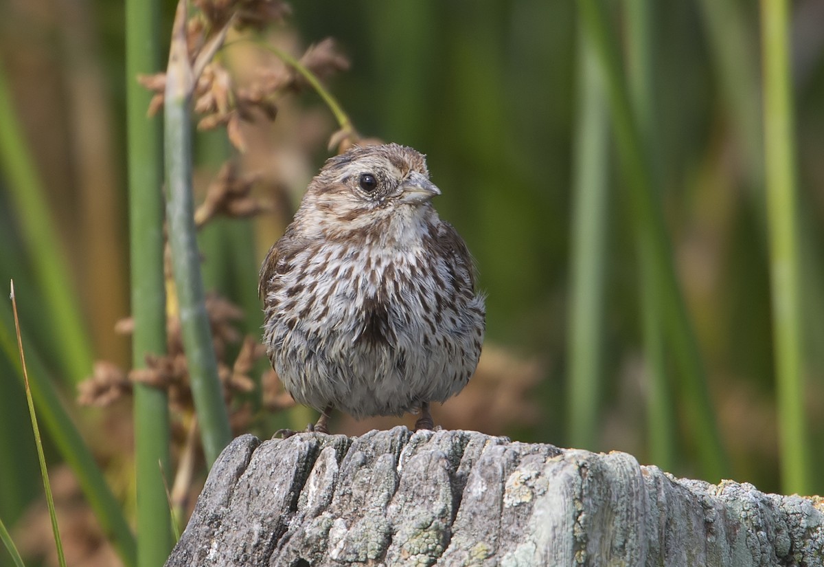 Song Sparrow - Jerry Ting