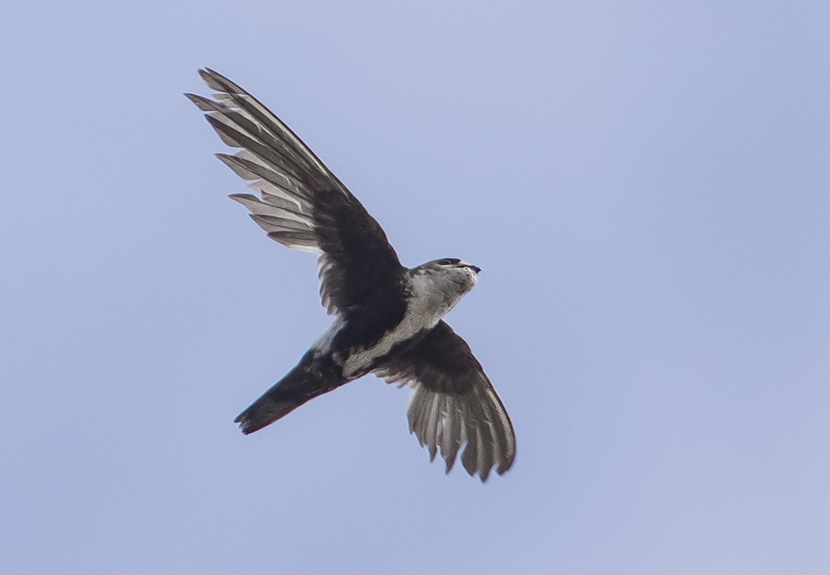 White-throated Swift - Jerry Ting