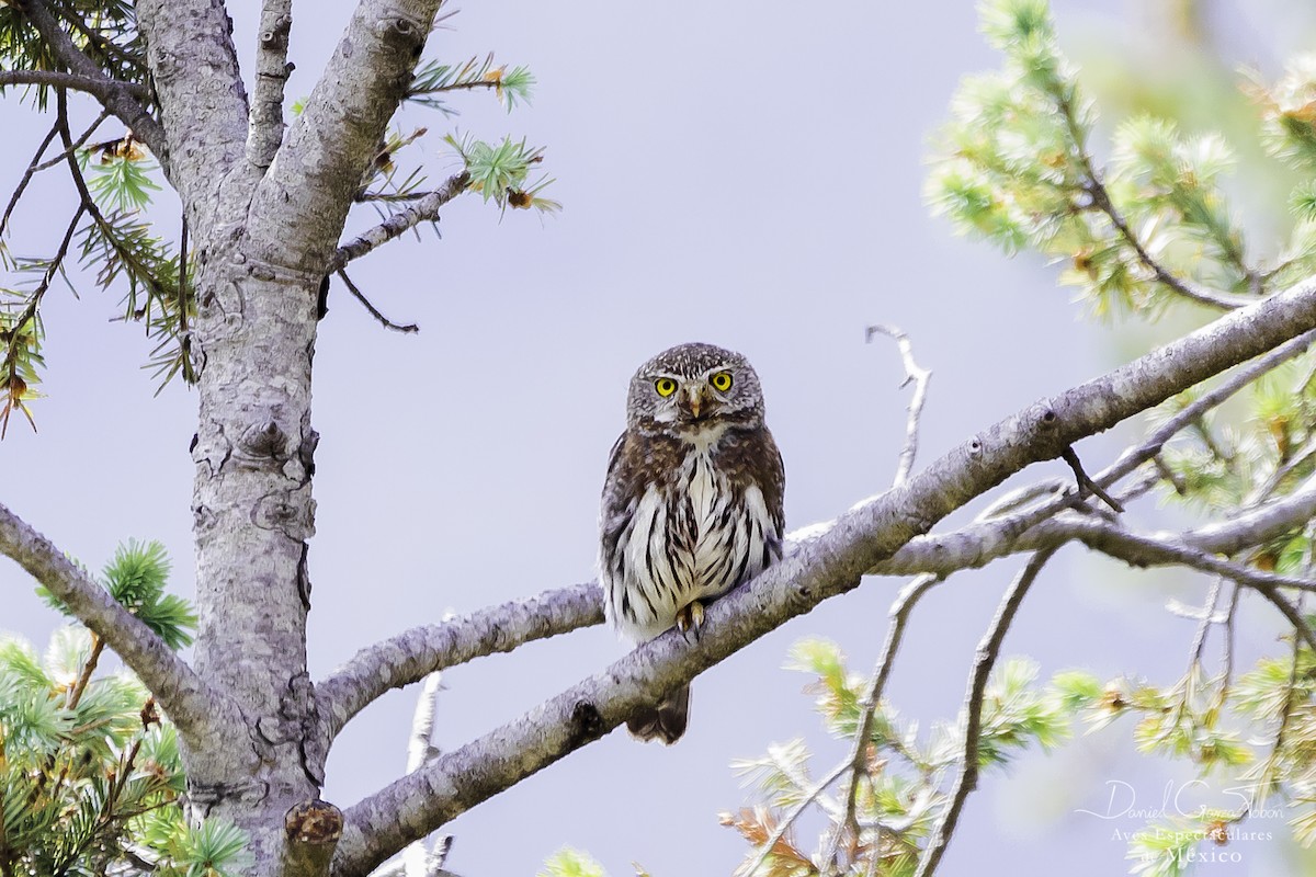 Northern Pygmy-Owl - ML104789171