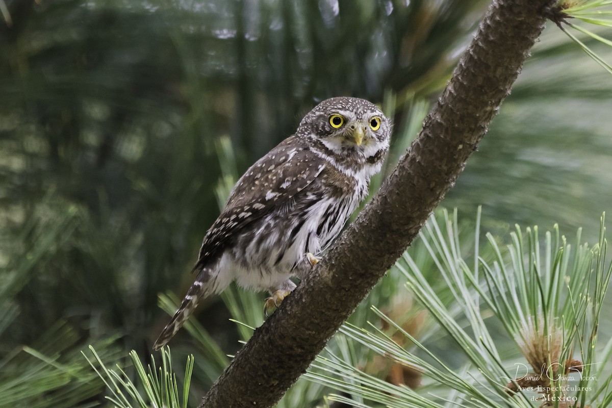 Northern Pygmy-Owl - ML104791911
