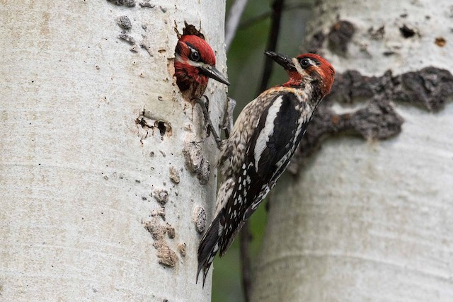 Ml104791931 Red Naped X Red Breasted Sapsucker Hybrid Macaulay Library