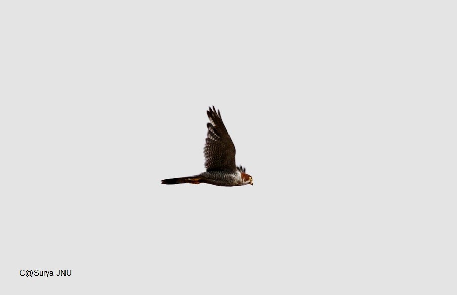 Red-necked Falcon - Surya Prakash