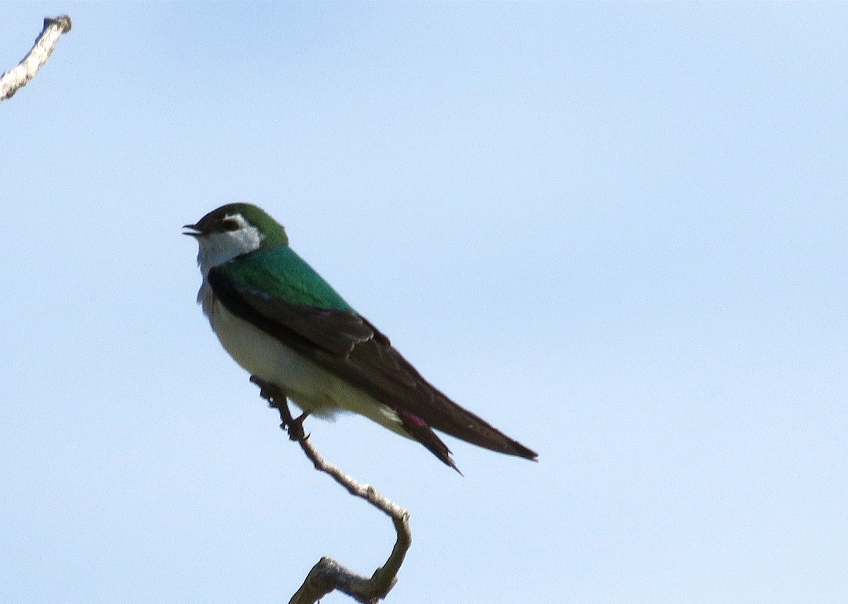 Violet-green Swallow - Burke Angstman