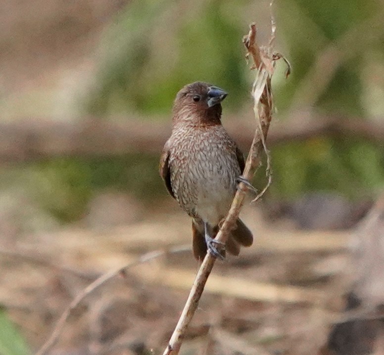 Scaly-breasted Munia - Steven Cheong