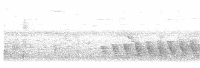 Chocó-Strichelameisenschlüpfer - ML104802371