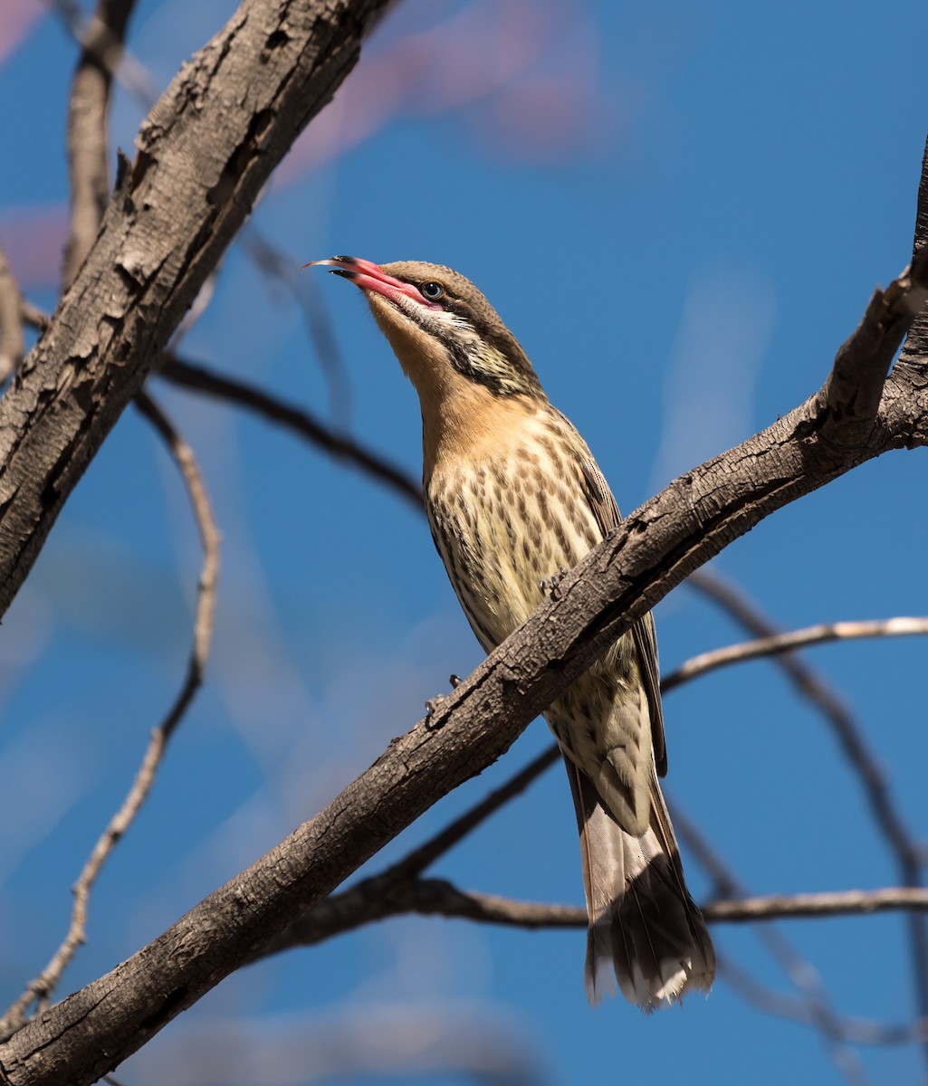 Spiny-cheeked Honeyeater - Kevin Horner