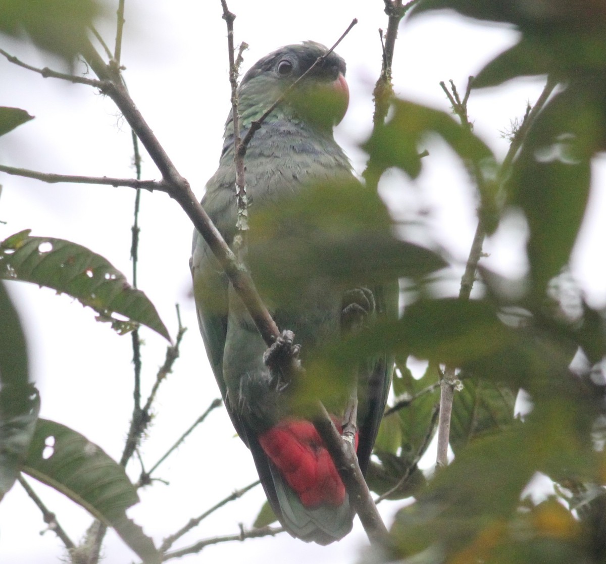Red-billed Parrot - Paul Bourdin