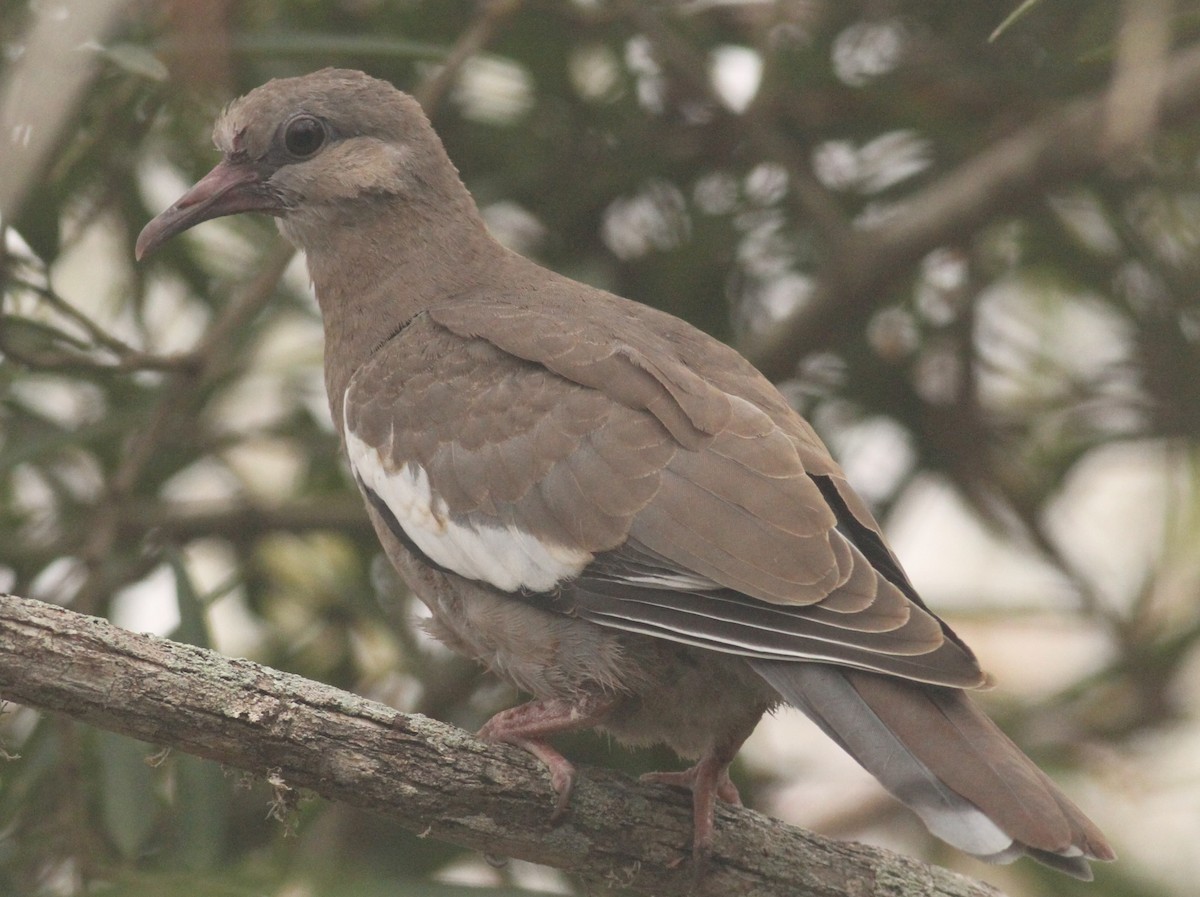 West Peruvian Dove - ML104804301