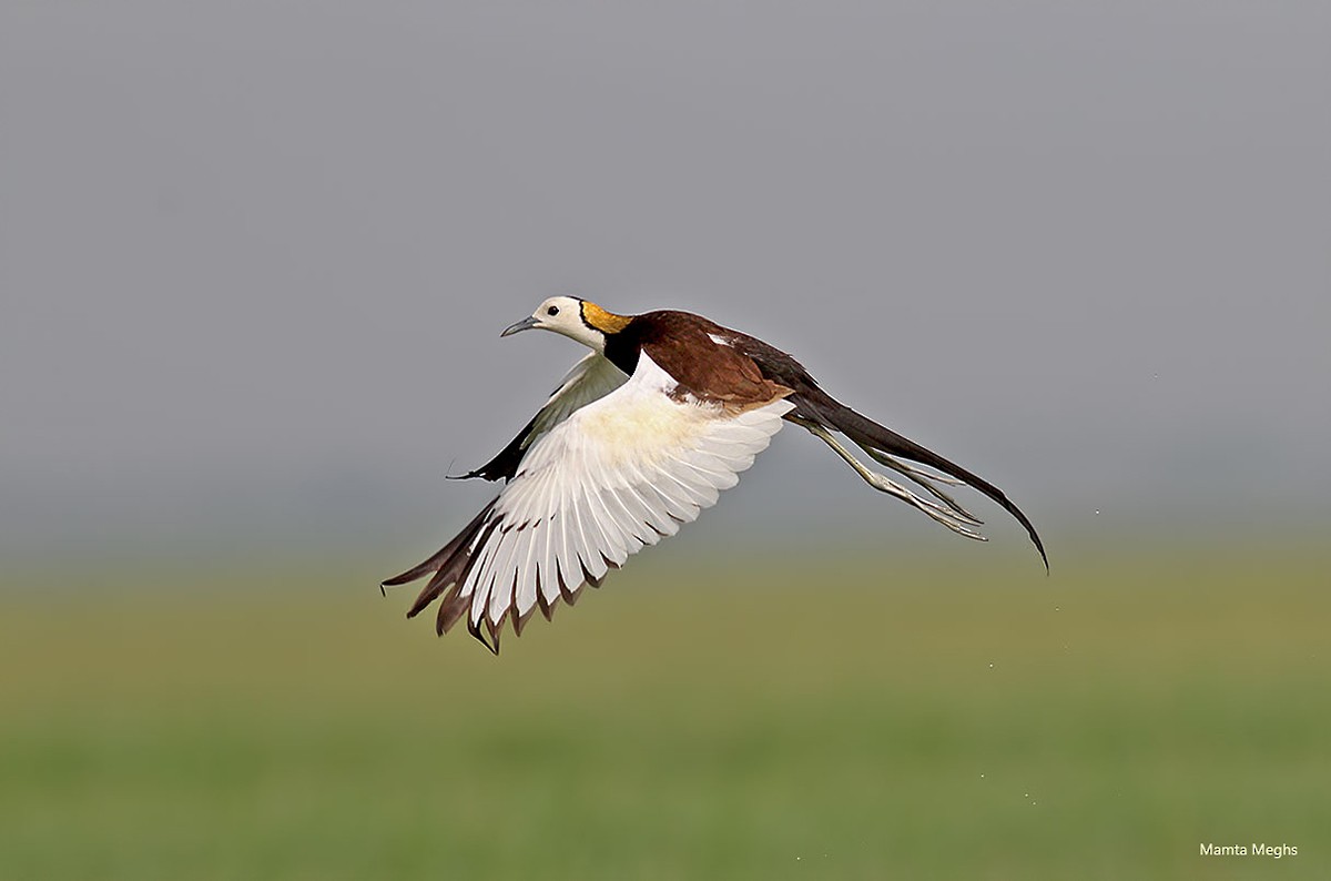Pheasant-tailed Jacana - Mamta Parmar
