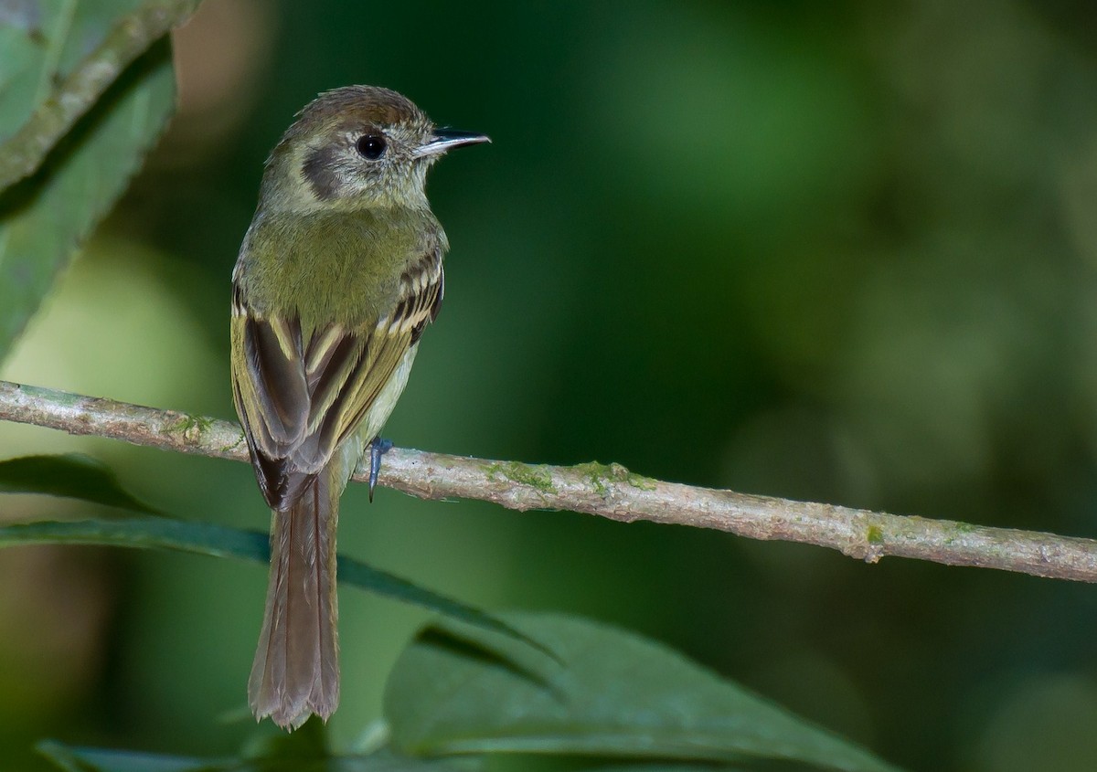 Sepia-capped Flycatcher - Marcos Eugênio Birding Guide