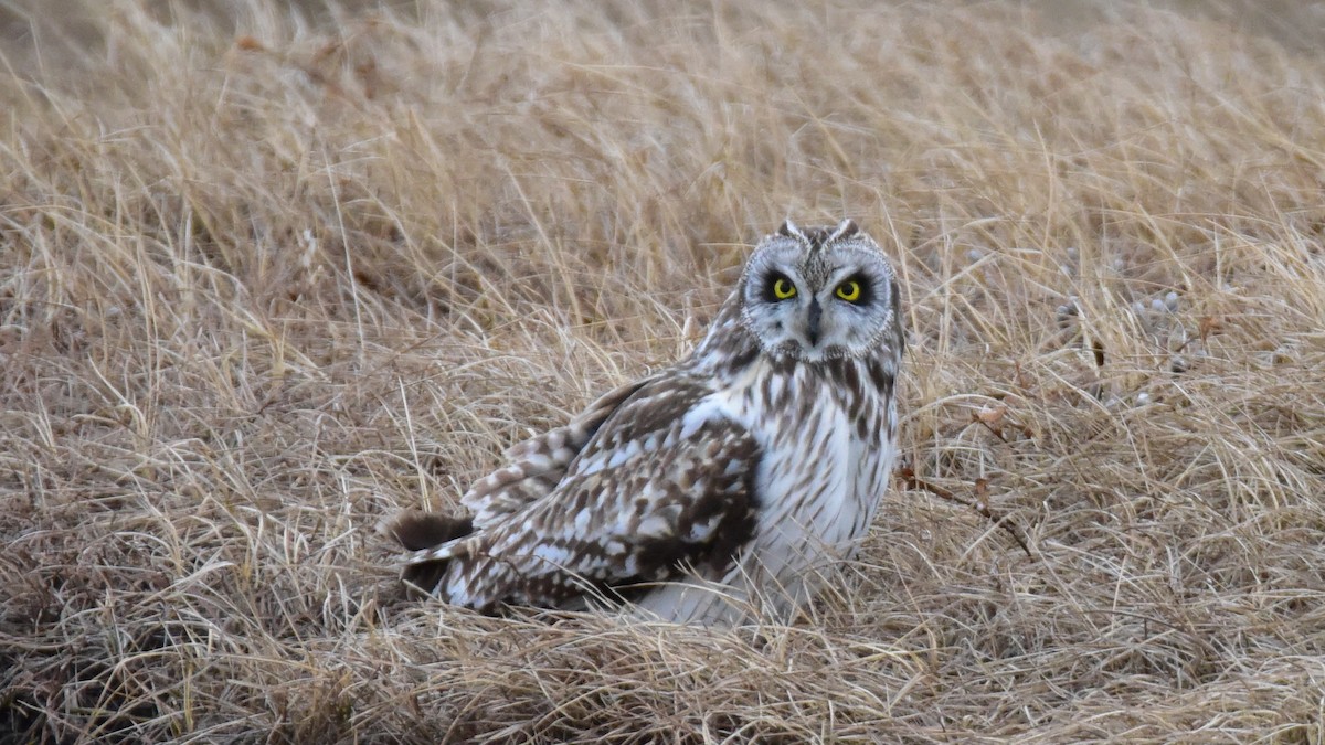 Short-eared Owl - ML104810501