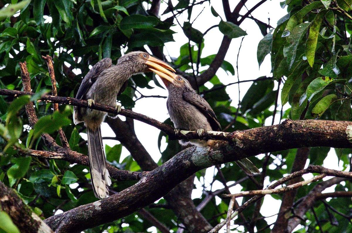 Malabar Gray Hornbill - Subash Jeyan