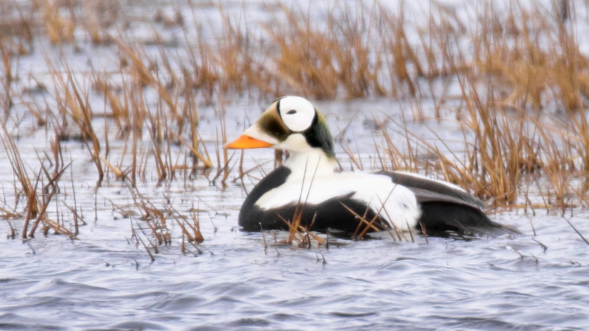 Spectacled Eider - Curtis McCamy