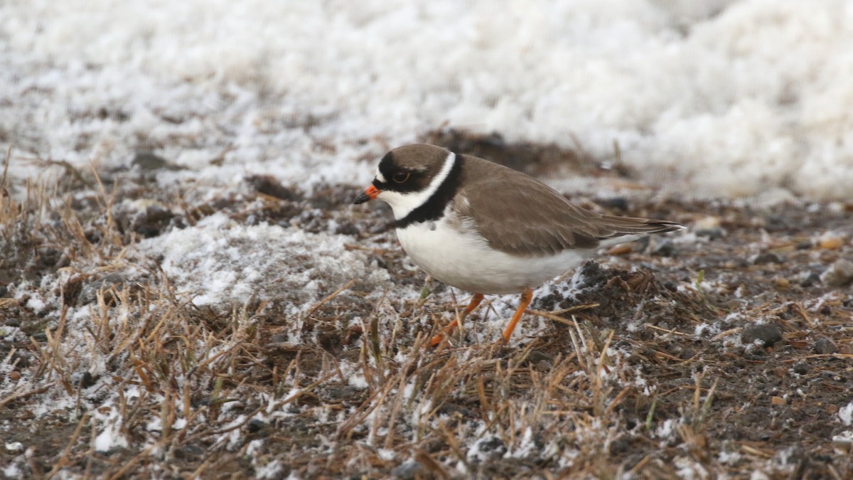 Semipalmated Plover - Curtis McCamy