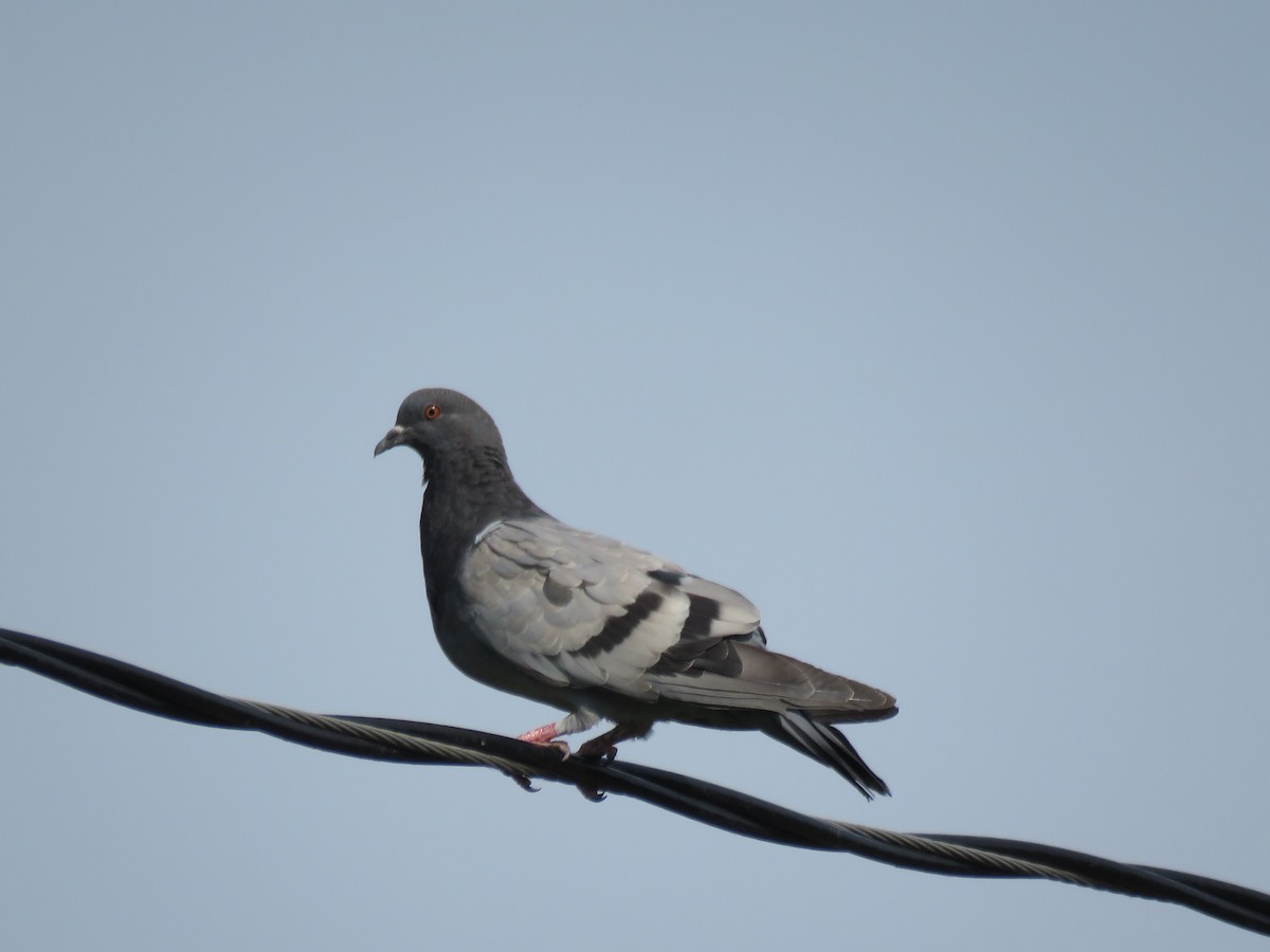 Rock Pigeon (Feral Pigeon) - Kathy Carroll