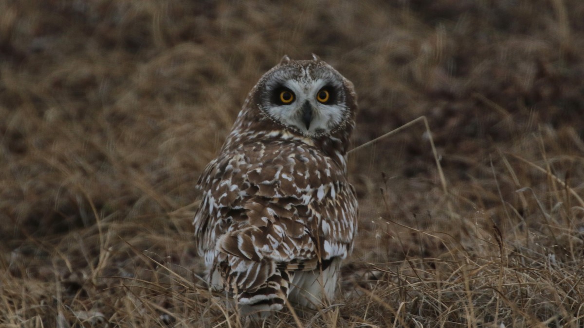 Short-eared Owl - ML104820871