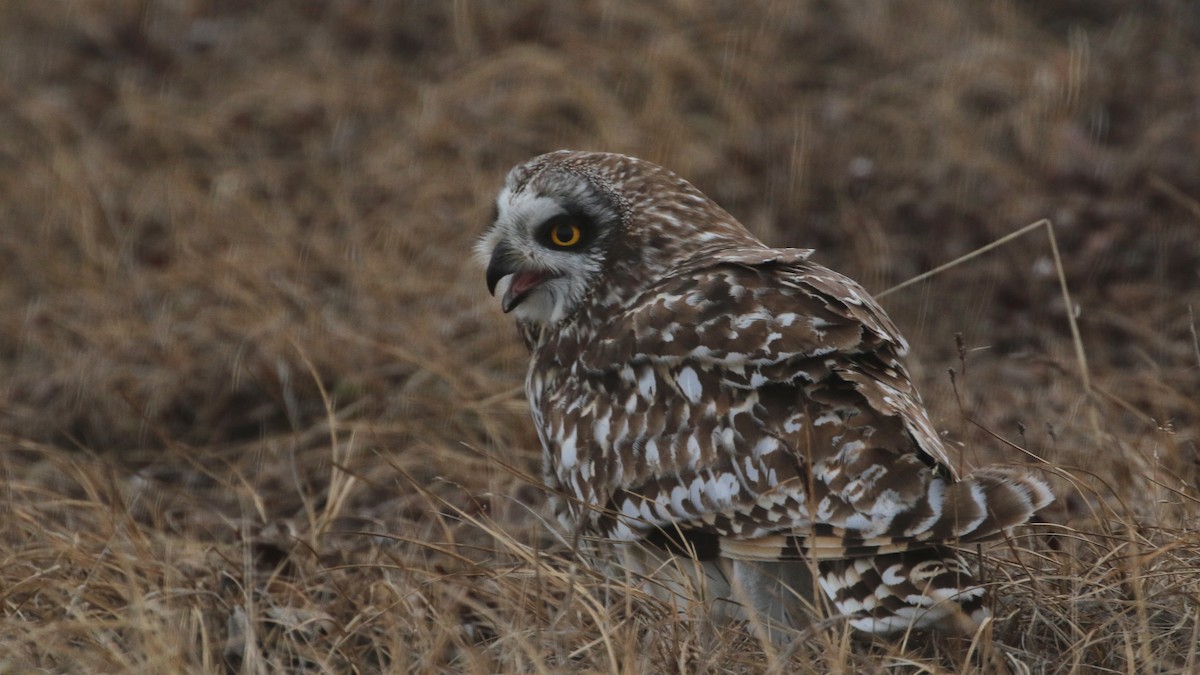 Short-eared Owl - ML104820891