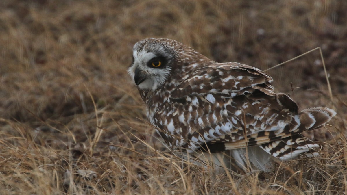 Short-eared Owl - ML104820921