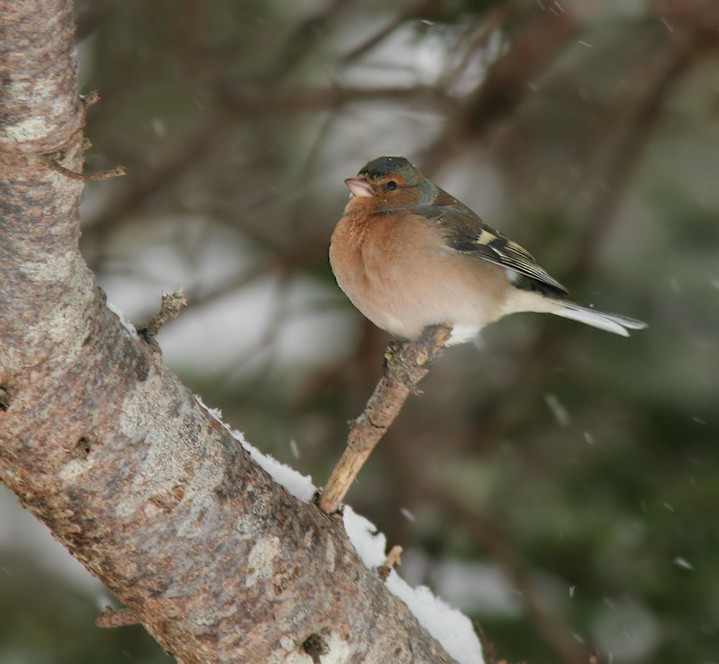 Common Chaffinch - Dave Brown