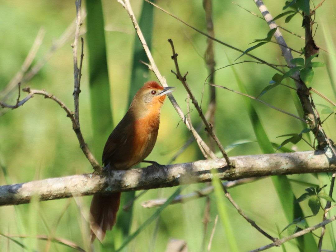 Orange-breasted Thornbird - Matheus Santos