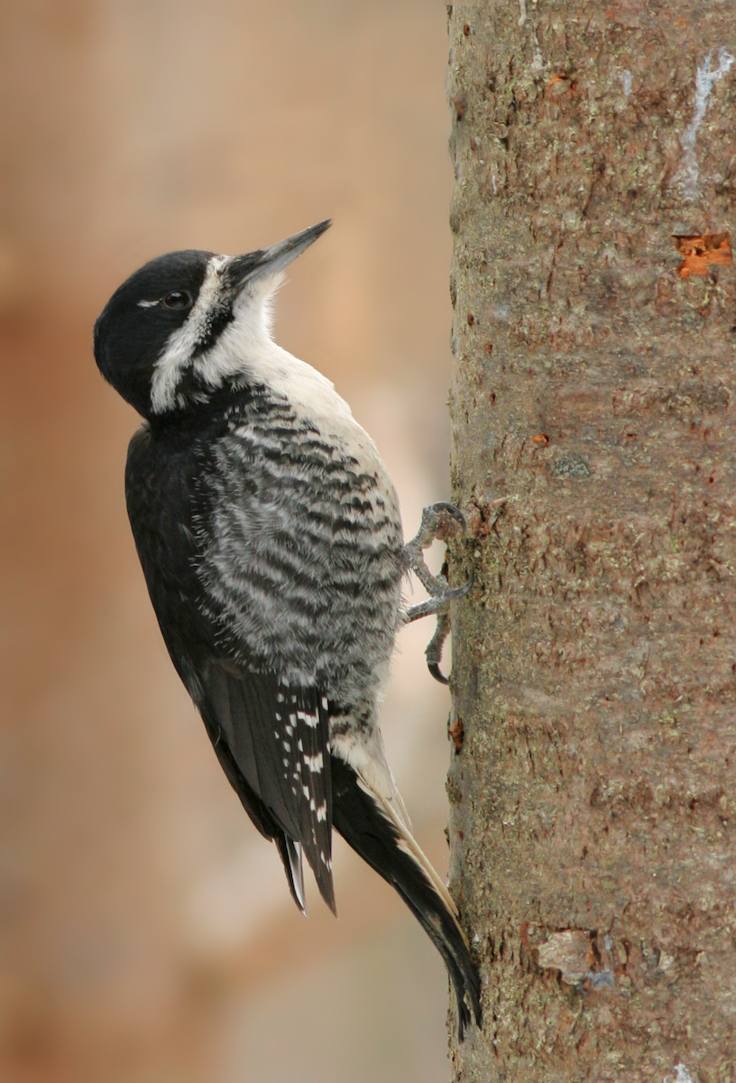 Black-backed Woodpecker - Dave Brown