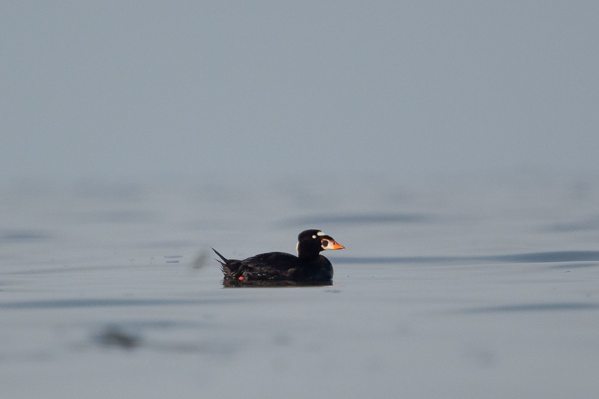 Surf Scoter - Ray Hennessy
