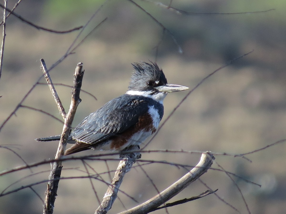 Belted Kingfisher - Robin Maercklein