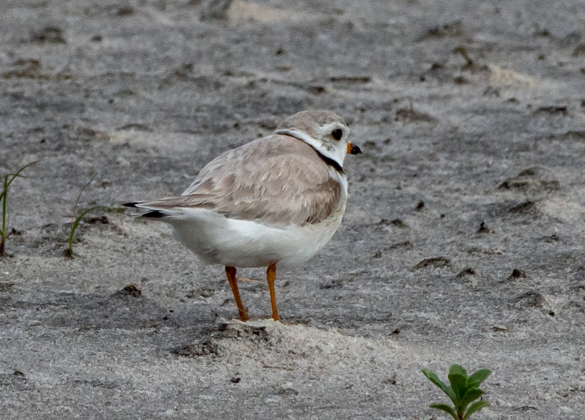 Piping Plover - Gerald McGee