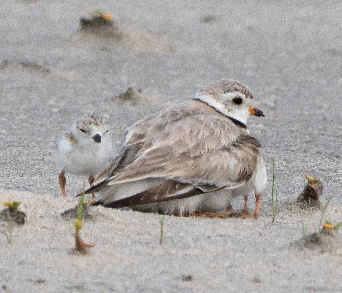 Piping Plover - Gerald McGee