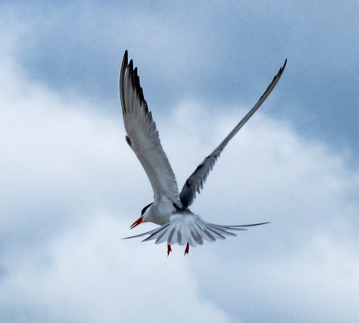 Common Tern - Gerald McGee