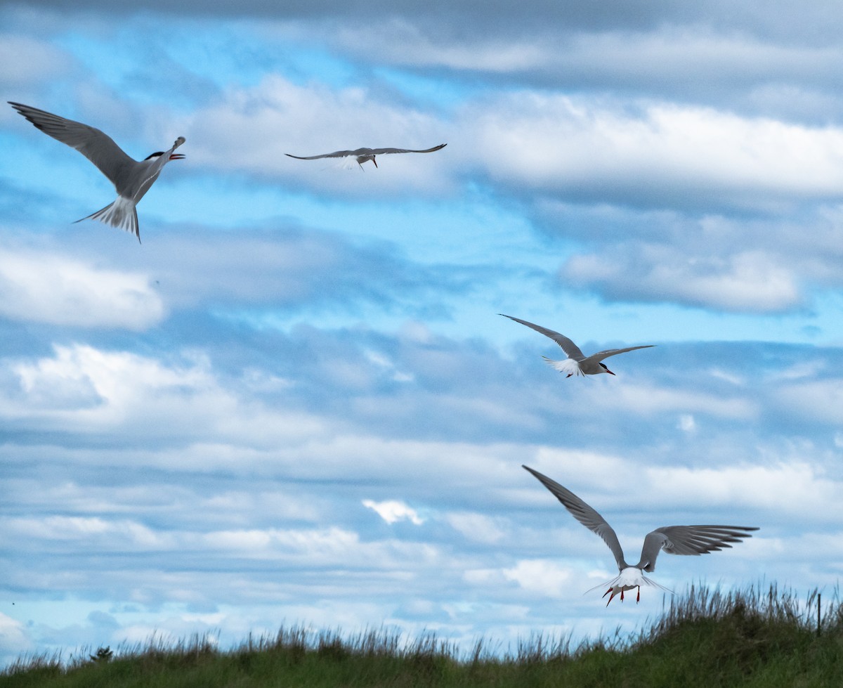Common Tern - Gerald McGee