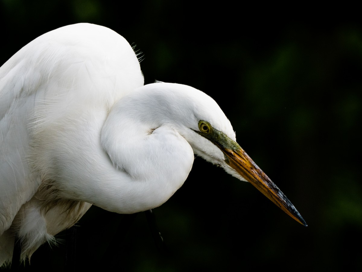 Great Egret - Gerald McGee