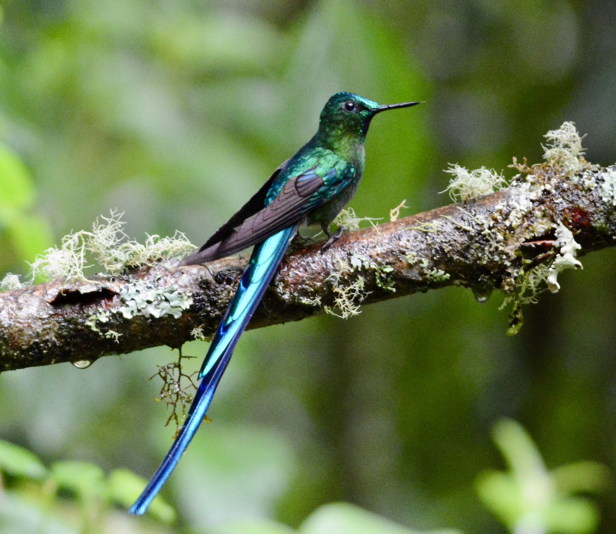 Long-tailed Sylph - Taylor Abbott