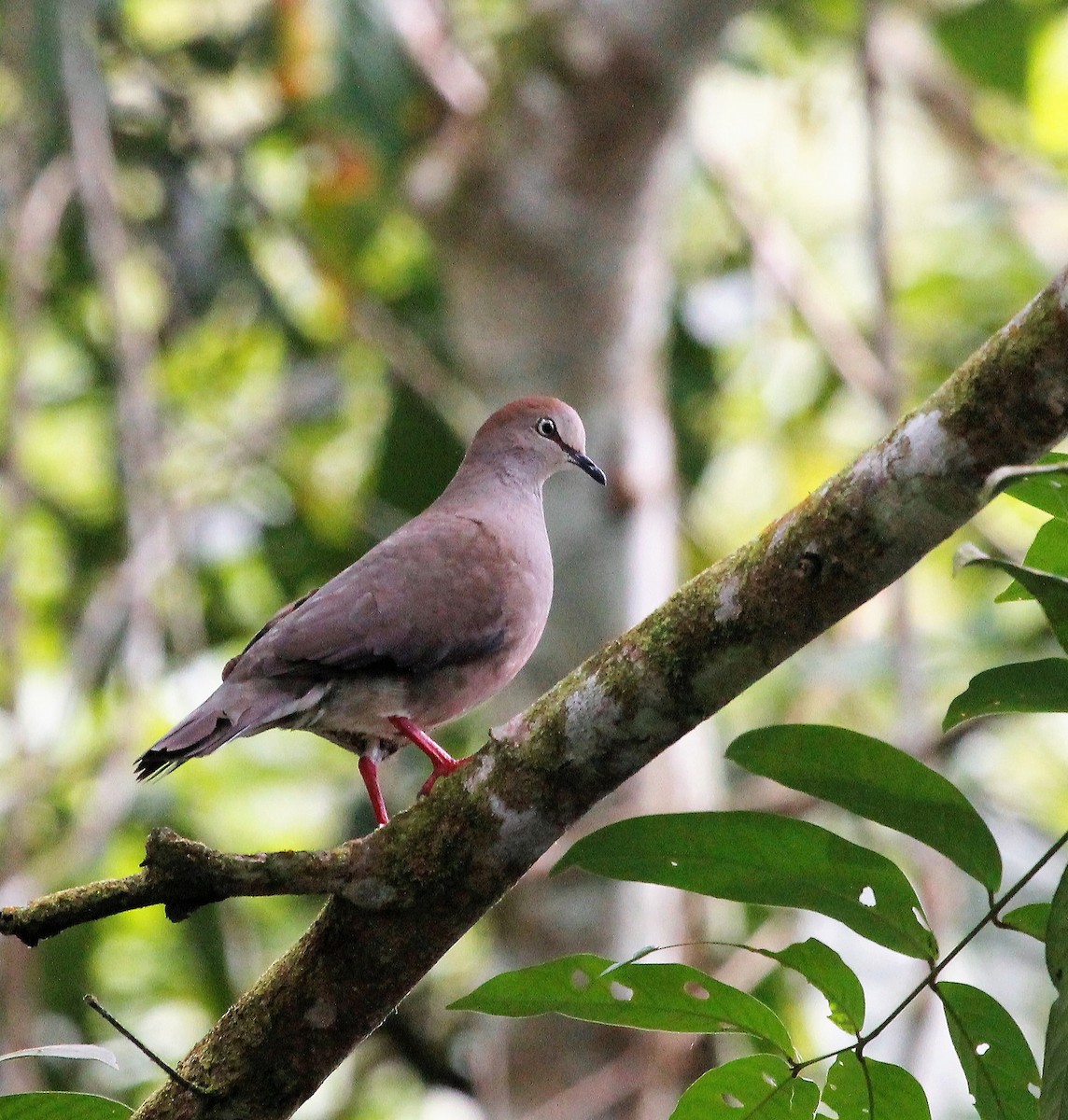 Gray-chested Dove - ML104831651