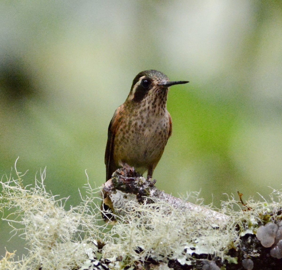 Speckled Hummingbird - ML104832711