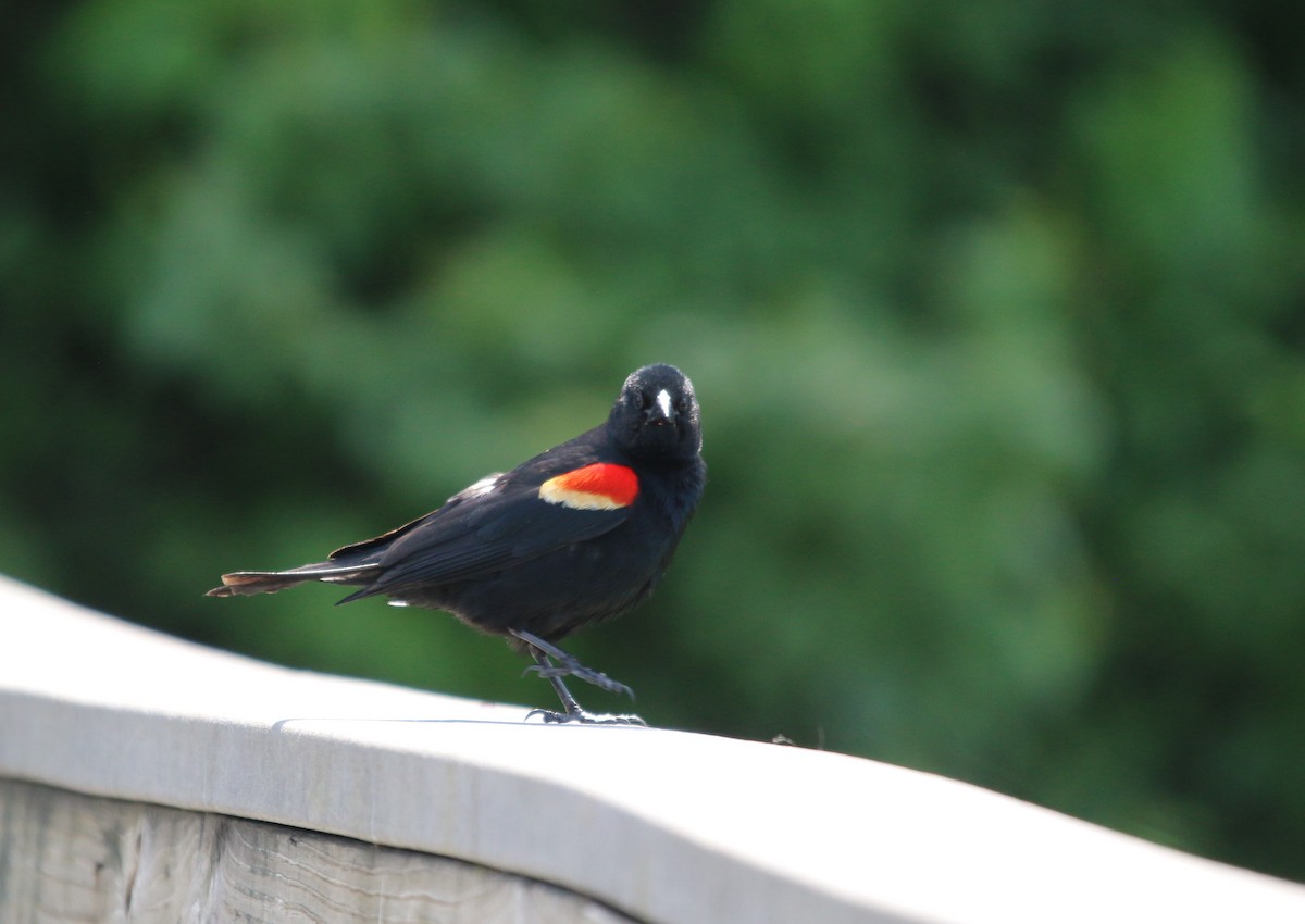 Red-winged Blackbird - Rob Bierregaard