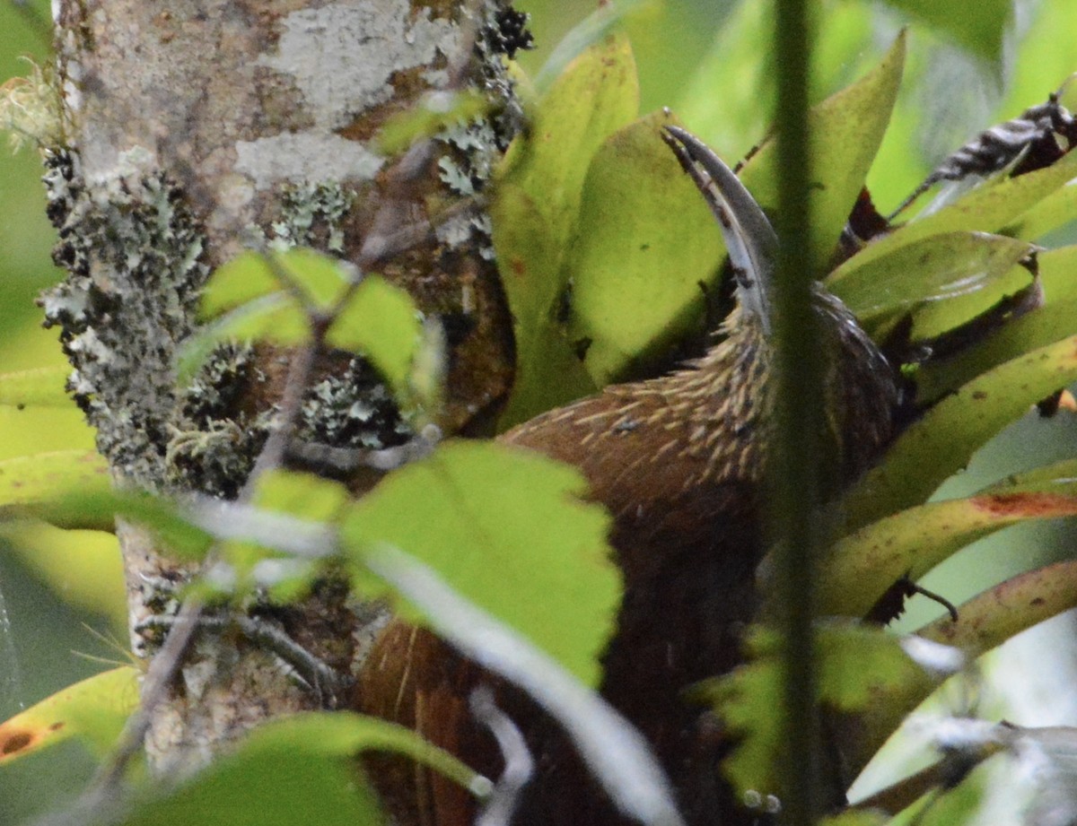 Strong-billed Woodcreeper - ML104833721