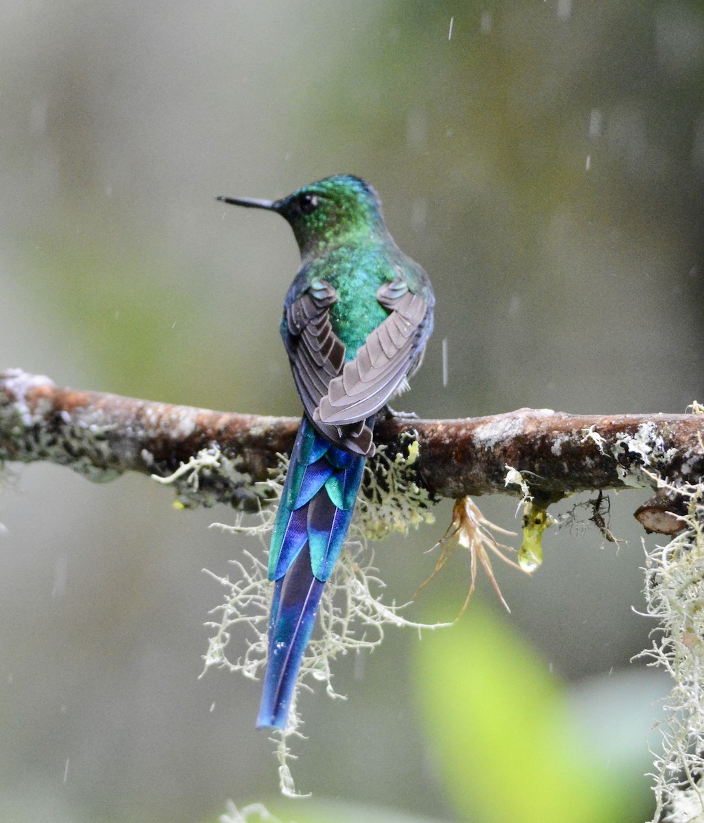 Long-tailed Sylph - ML104834571