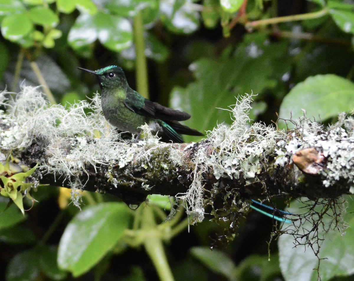Long-tailed Sylph - ML104834831