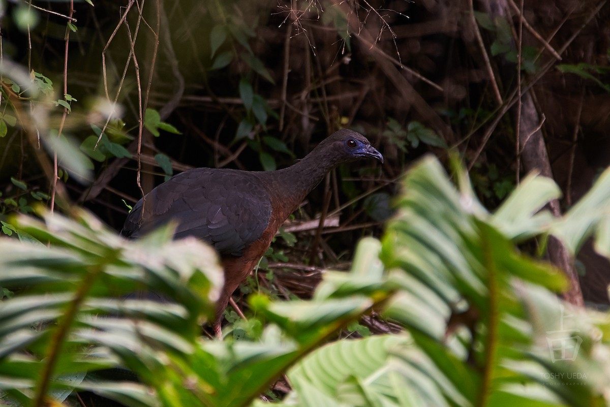 Sickle-winged Guan - ML104835981